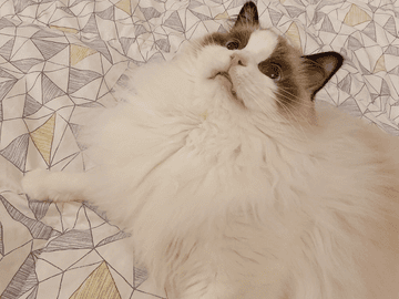 쥬비뚜비일기 24화