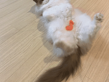 쥬비뚜비일기 26화