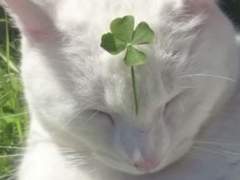 2차 명탐정 코난 /