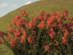 개화몽 (開花夢) 1