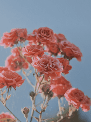 기타 장르 드림