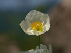 이곳에 유토피아 따위는 없다