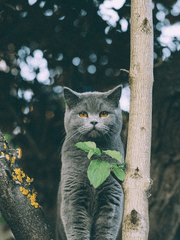 상수리 나무 아래, 소소하고 귀여운 일상