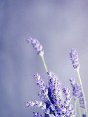 하이큐 자캐 드림