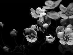 아담과 하와는 어리석었지