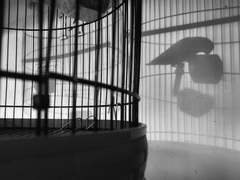 [스쿠후시] 새장의 문은 다시 닫히고 上