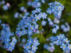 Forget me not.