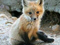 반인반수 AU 조선시대