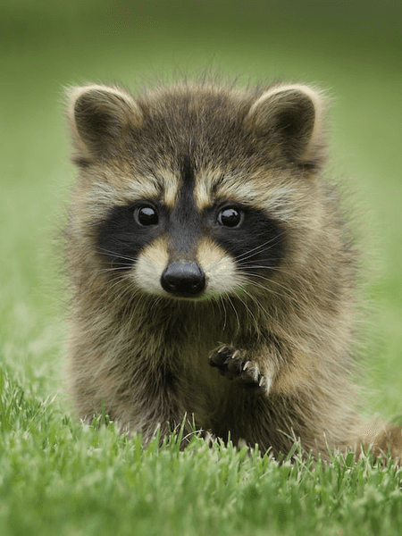 [할인 레디메이드 전용 공지] 필독 공지 (09.08.22 작성)