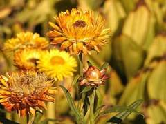 안 서린ო14ოXXო햄스터 인수