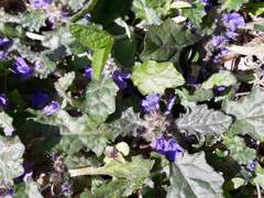 쑥국이 찾아주는 어릴적 엄마