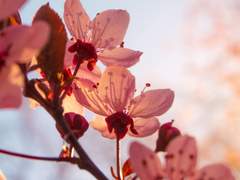 [ Jaylin S. Staceia / 검술부 ]