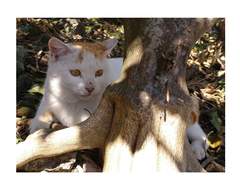 길고양이 시루를 도와주세요