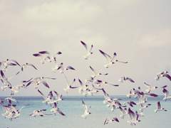 이안 빅 / 27 / 탐조가