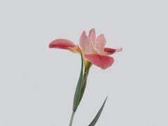 가장 아름다운 꽃