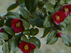 여름, 동백冬柏