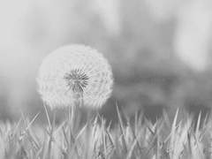 [버키럼로우] 민들레씨