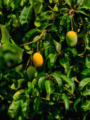 다방 그 놈 과수원 그 새끼