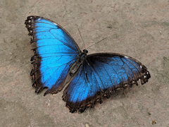 성갑전대 제트파이브