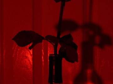 늑대들 사이 장미 한 송이 - 27