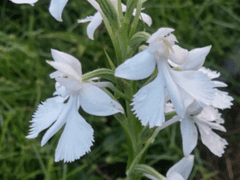 장미 왕자님과 데이지 소녀