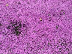 [현대au] 체육대회