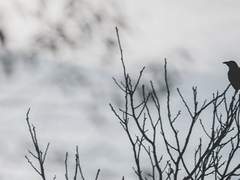 「까마귀에겐 사람이 묻어있다」