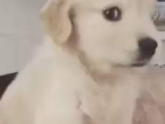 우리애가 수인이라는데..... 2