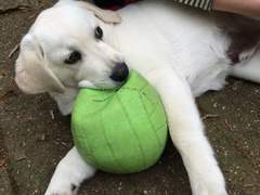 멍구라는 강아지의 일탈과 욕망