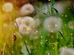 열매달 열두 번째 밤.