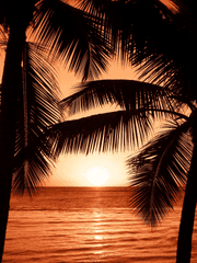 별을 쫓는 아이