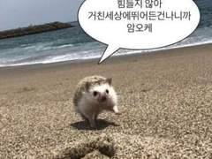 외로워도 슬퍼도 보는 엔시티 나페스 추천