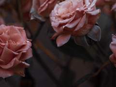 추락하여 시들어버리리라.