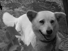 횡단보도 위에서 (수정본)