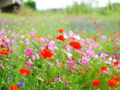 [동백상행 / 단편] Make it count