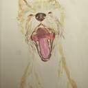 와우미야옹멍멍