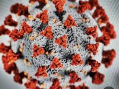 코로나바이러스의 숙주가 되다