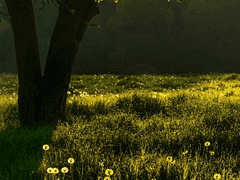 짓밟힌 그것이 말라비틀어져