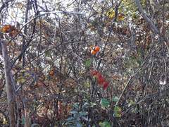 돌감 삼형제 두고 간다