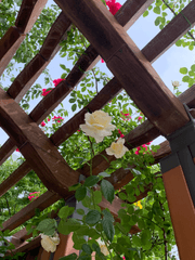 쉿! 내 이야기 들어볼래?