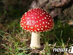 R=VD가 진짜일 때