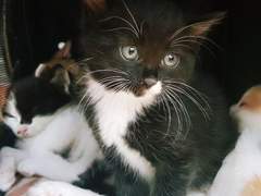 나의 주인 차차에게, 차차만의 아기고양이 알렉이.