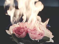 클라라/여/인형