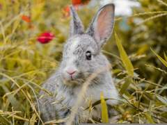 취두부에 딸기 생크림을 얹어보세요