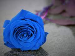 흑과 백. 그리고 푸름.