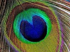 공주영 • 19 • XY • 공작새