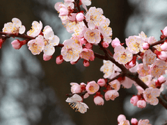 [당보청명] 전장에서야 비로소 암향매화가 피어나리 1