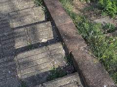 주술회전 드림 썰 모음 15