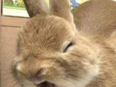 램피오네 라티아 2