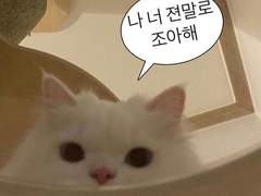 컨택중입니다₍ᐢ..ᐢ₎♡̷̷̷ ༘☆‬